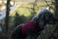 Dog corduroy harness ,dog harness ,corduroy dog vest ,rub free harness,made to measure