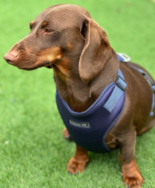 Dachshund Neoprene Dog Harness: Padded No-Choke Design