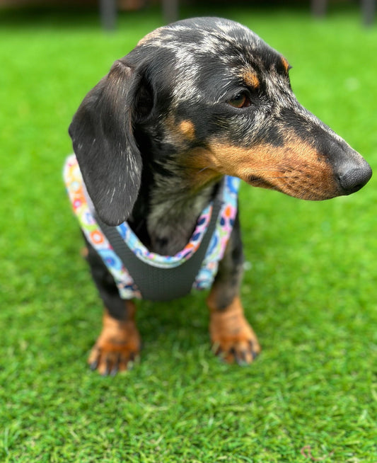 Dachshund  harness ,dog harness ,dachshund dog vest ,step in  harness,breathable harness