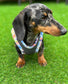 Dachshund  harness ,dog harness ,dachshund dog vest ,step in  harness,breathable harness