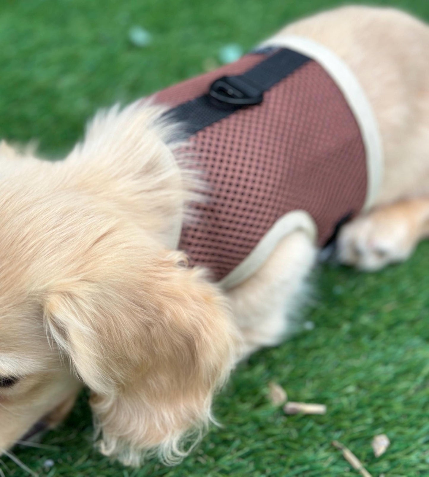 Dachshund harness ,dog harness ,dachshund dog vest , rub free harness
