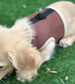 Dachshund harness ,dog harness ,dachshund dog vest , rub free harness