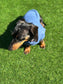 Dachshund Fleece Sweatshirt: Washable Dog Jumper