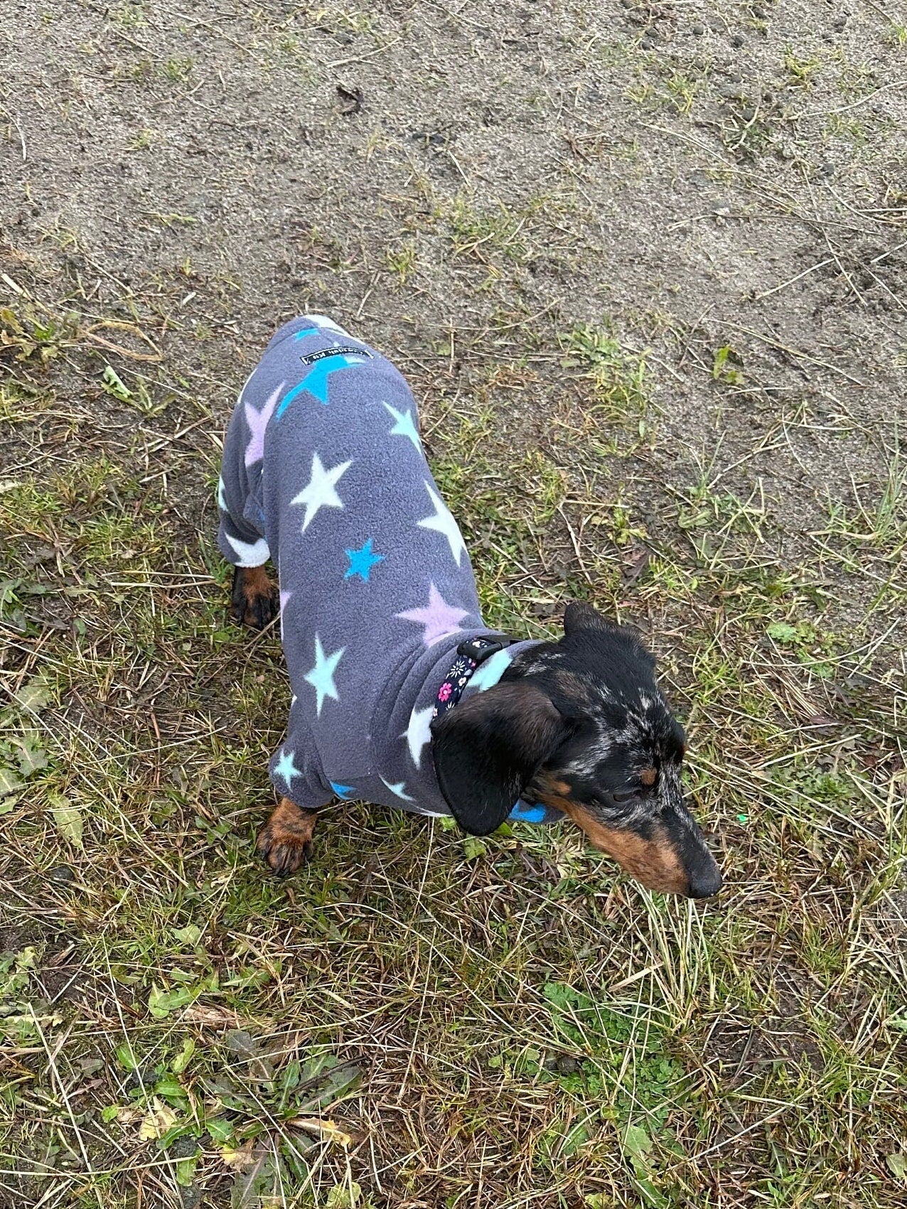Miniature Dachshund Fleece Onesie: Water Repellent Dog Jumpsuit