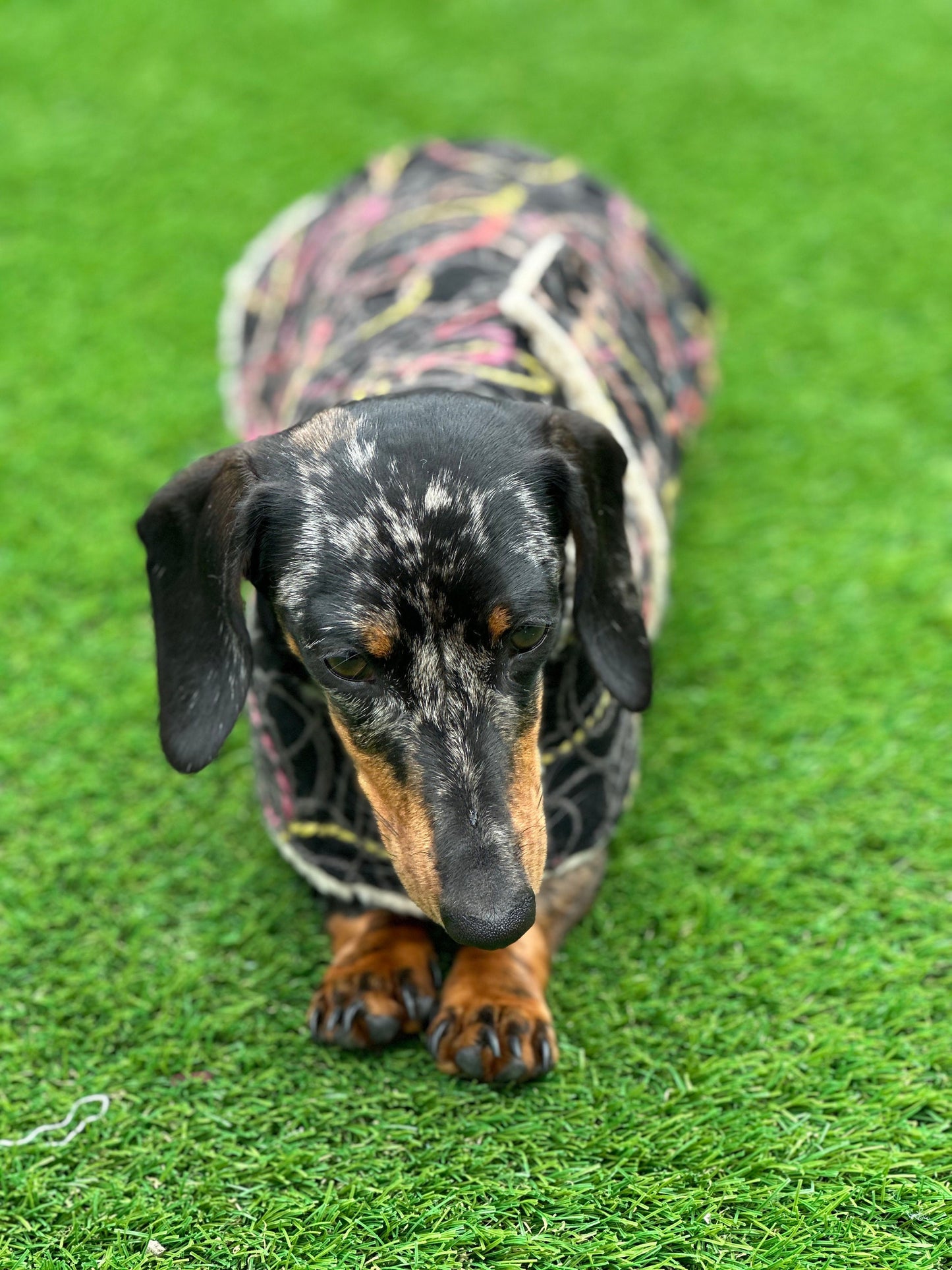 Dachshund dog coat, tweed dog coat ,winter dog coat , pet accessories, dog jacket