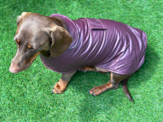 Waterproof Waxed Cotton Dachshund Dog Coat: Fleece Collar