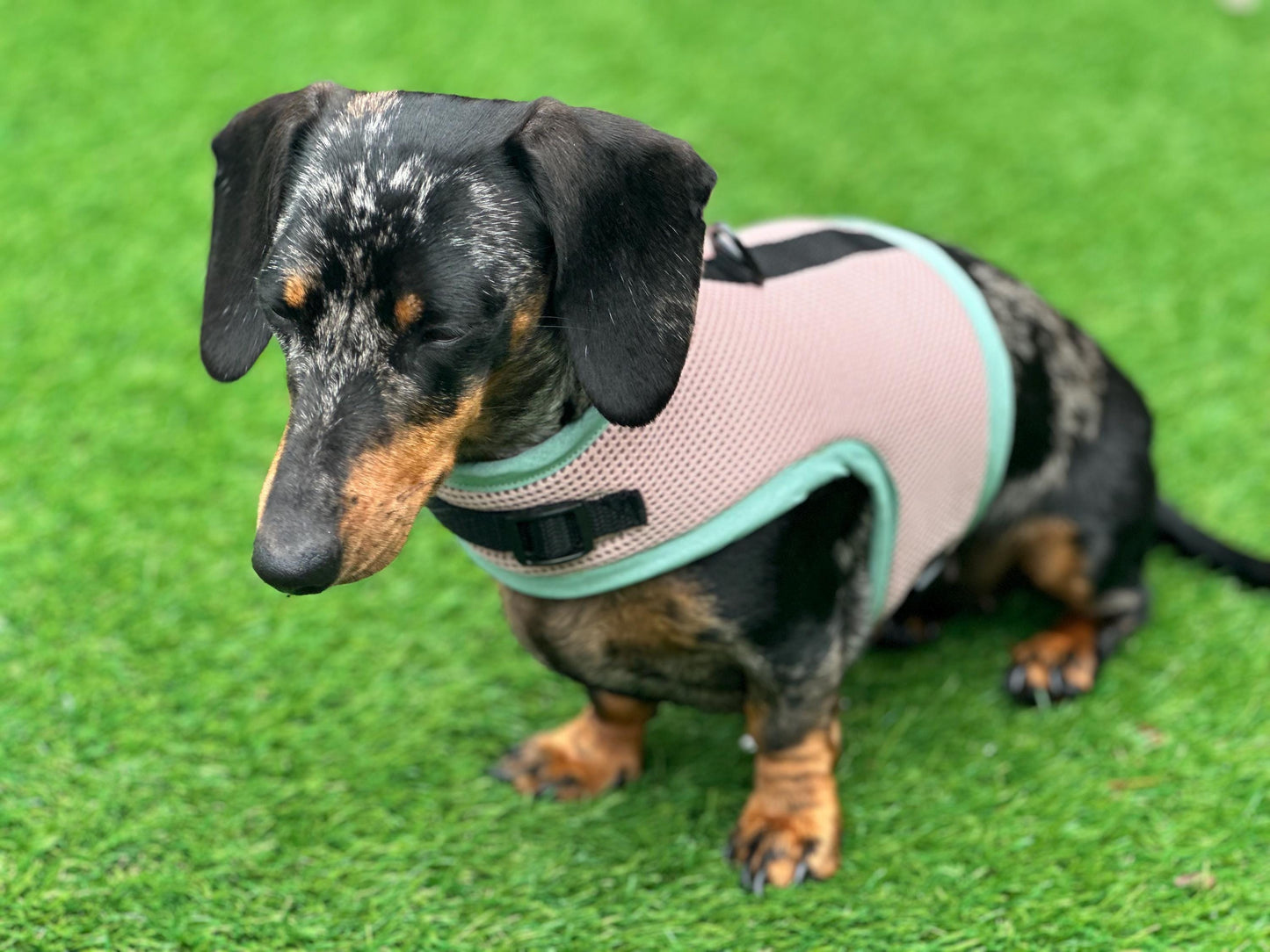 Dachshund harness ,dog harness ,dachshund dog vest ,no arm pit rub harness,rub free harness