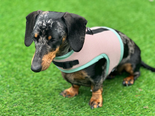 Dachshund harness ,dog harness ,dachshund dog vest ,no arm pit rub harness,rub free harness