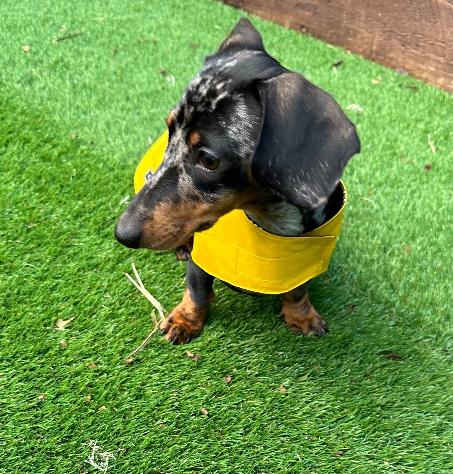 Waterproof Dachshund Coat: Lightweight Nylon, Cotton Lined, Travel Dog Coat