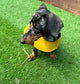 Waterproof Dachshund Coat: Lightweight Nylon, Cotton Lined, Travel Dog Coat