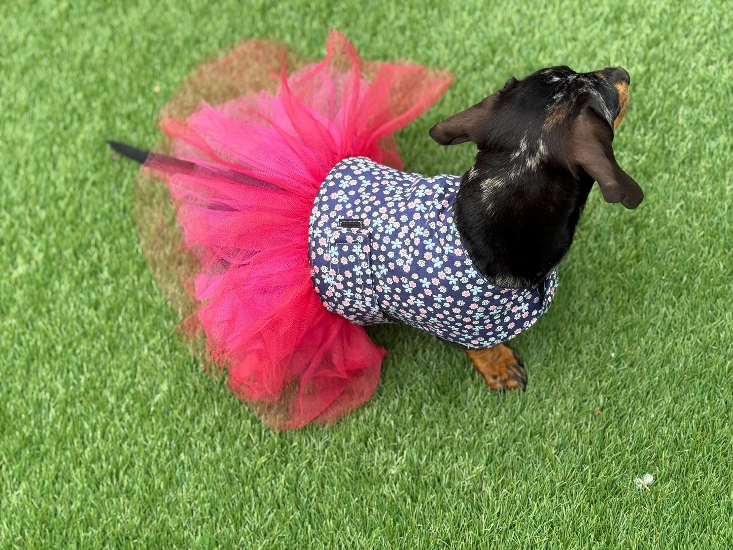 Dachshund Tutu Dog Dress: Custom Fit Cotton Tunic