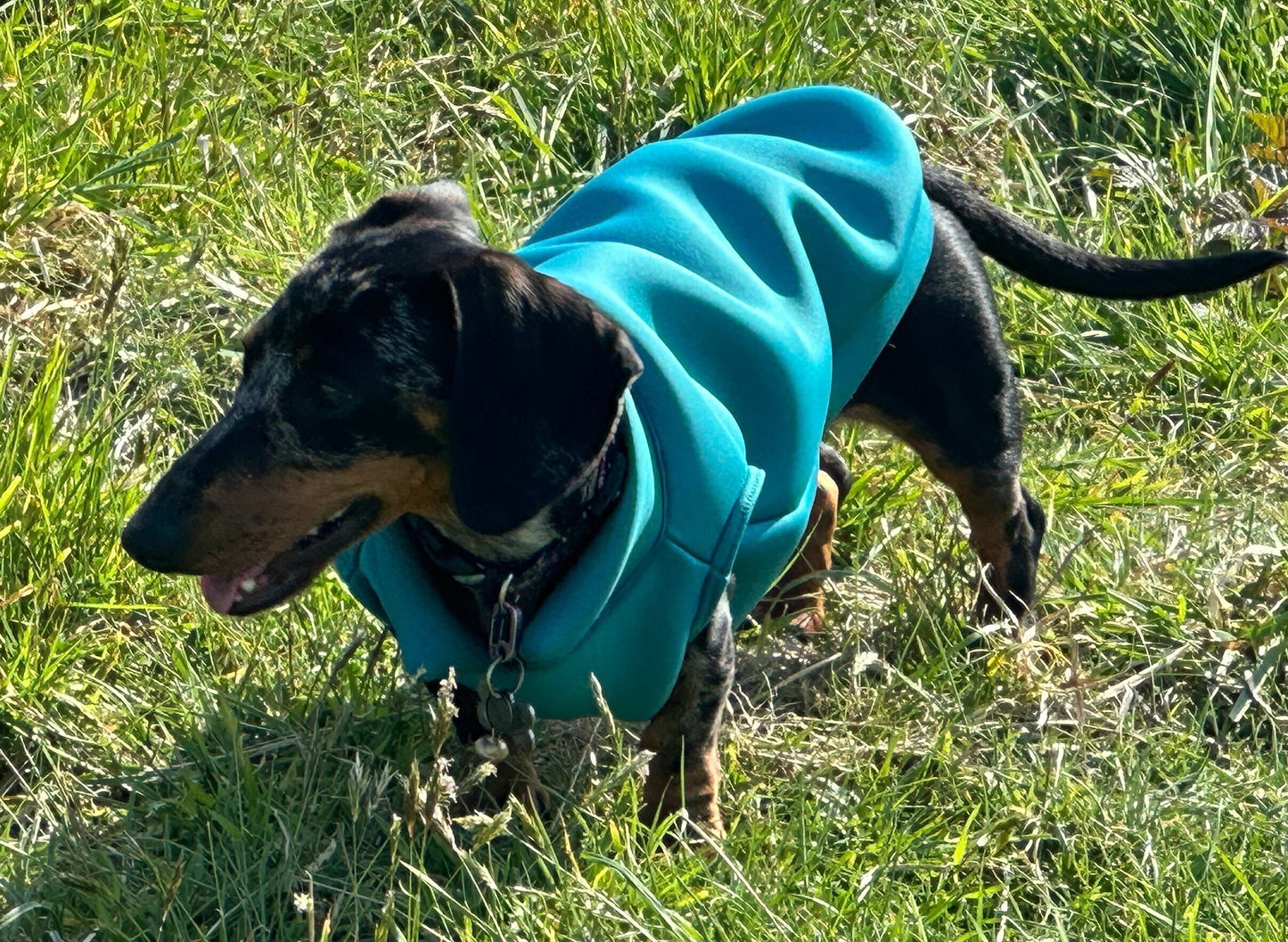 Dachshund Neoprene Dog Jumper: Stretchy, Insulated, Open-Neck