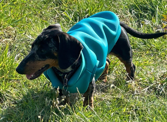 Dachshund Neoprene Dog Jumper: Stretchy, Insulated, Open-Neck