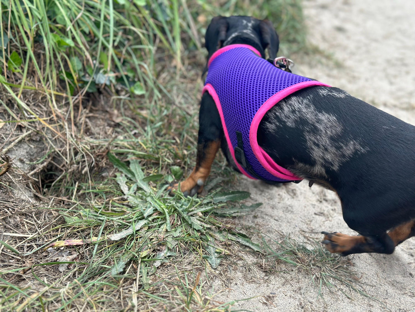 Dachshund harness ,dog harness ,dachshund dog vest ,no arm pit rub harness,rub free harness