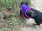 Dachshund harness ,dog harness ,dachshund dog vest ,no arm pit rub harness,rub free harness