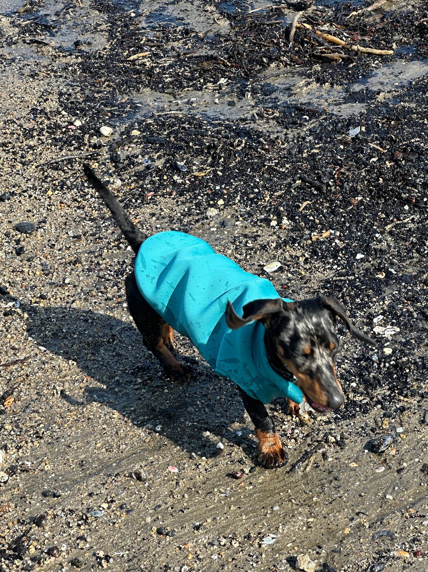 Dachshund Neoprene Dog Jumper: Stretchy, Insulated, Open-Neck