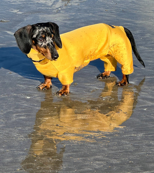 Mini Dachshund Neoprene Onesie: Stretchy Dog Jumpsuit