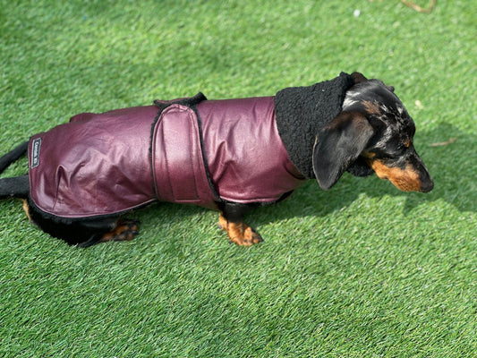 Dachshund Dry wax  dog coat,dog coat ,winter dog coat , dachshund coat ,belly covering dog coat,waterproof dachshund coat