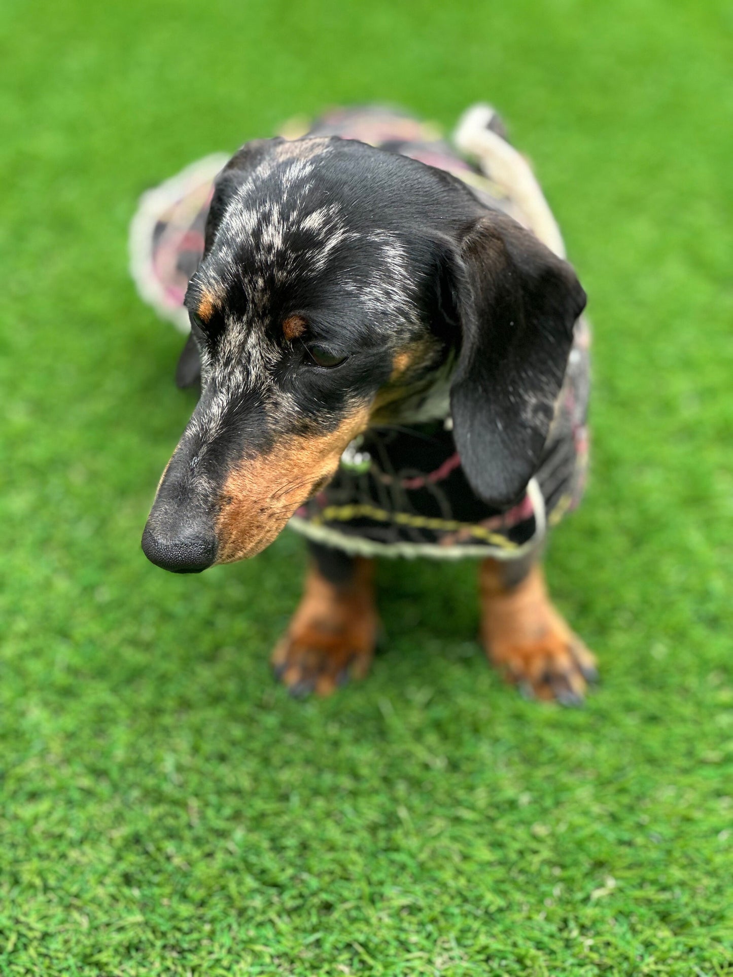 Tweed Dachshund Dog Coat: Sherpa Fleece Lined, Handmade Winter Jacket