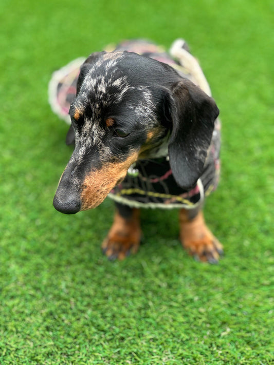 Tweed Dachshund Dog Coat: Sherpa Fleece Lined, Handmade Winter Jacket