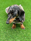 Tweed Dachshund Dog Coat: Sherpa Fleece Lined, Handmade Winter Jacket