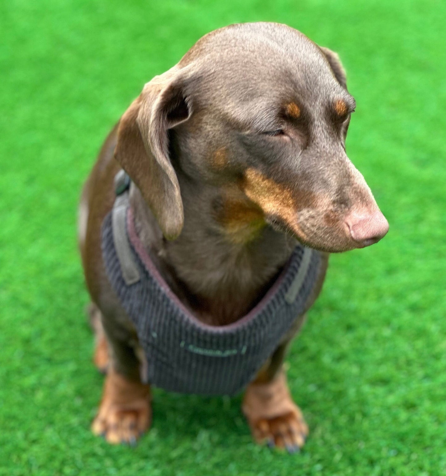 Corduroy Dachshund Harness: Fleece Lined, No-Choke Design