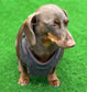 Corduroy Dachshund Harness: Fleece Lined, No-Choke Design