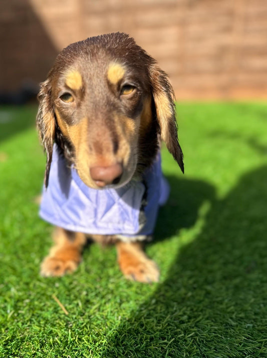 Dachshund winter Quilted Dog Coat: Water-Resistant Sherpa fur Lined Winter Jacket
