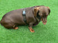 Harris Tweed Dachshund Harness: Padded Fleece, No-Choke Design