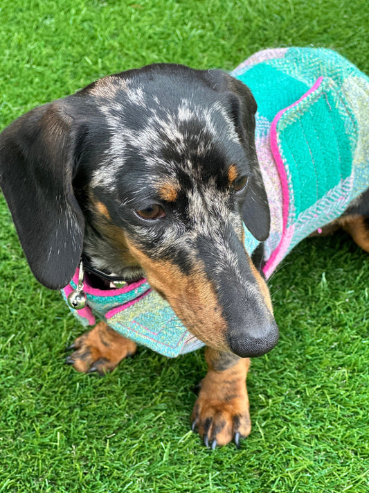 Harris Tweed Dachshund Coat: Fleece Lined Wool Dog Jacket