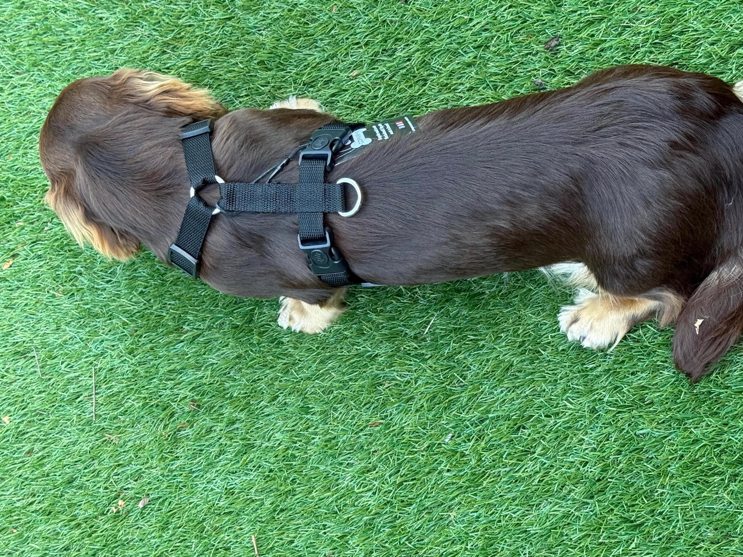 Dachshund spacer  harness,padded dog harness,no choke harness,chest harness, harness