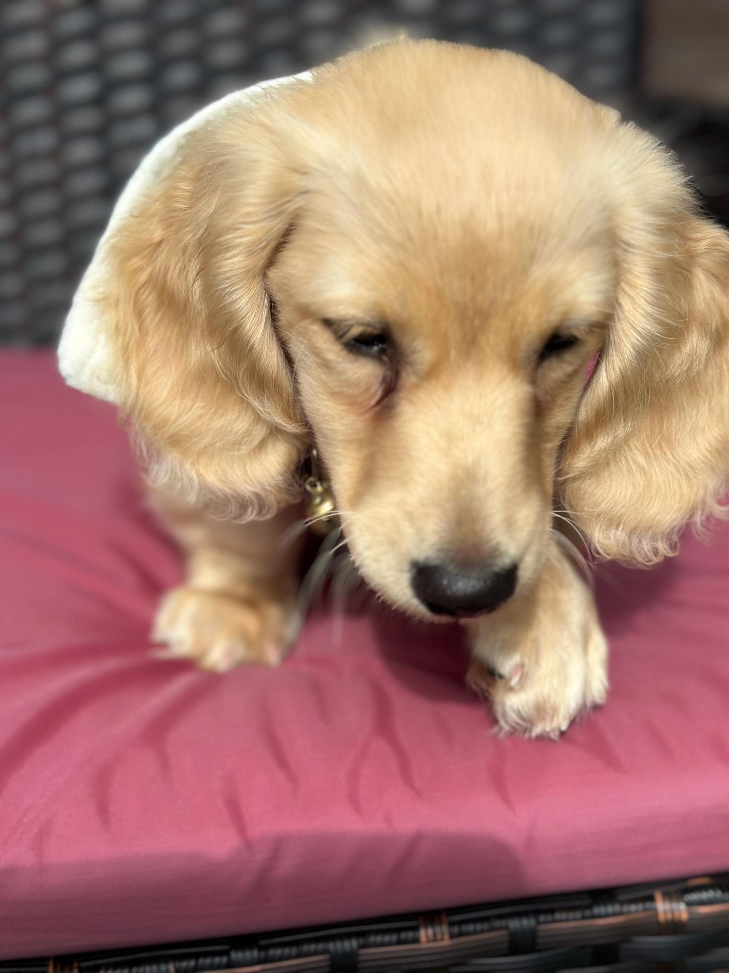 Waterproof Dachshund Coat: Sherpa Fleece Lined, Hideaway Harness Hole
