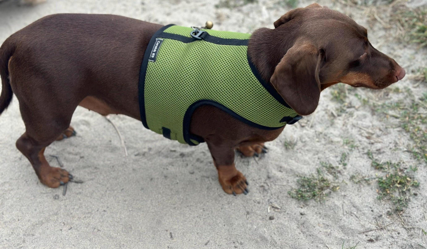 Dachshund Harness: Green Spacer Mesh, No-Rub Design