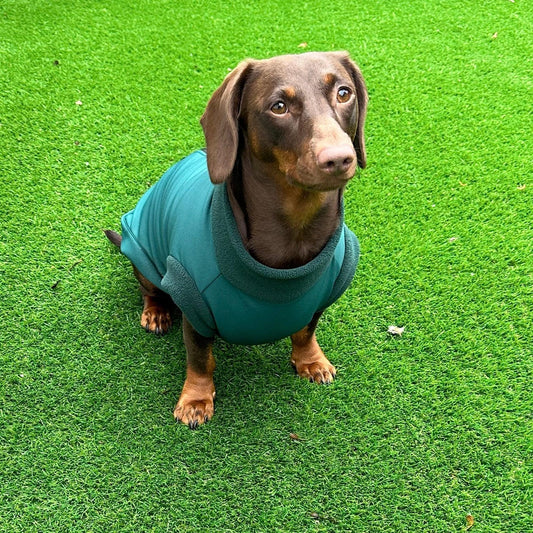 Dachshund Softshell zipped waterproof  jacket ,water repellent  jumper ,step in dog coat,   ,washable dog jacket, Mud Repellent