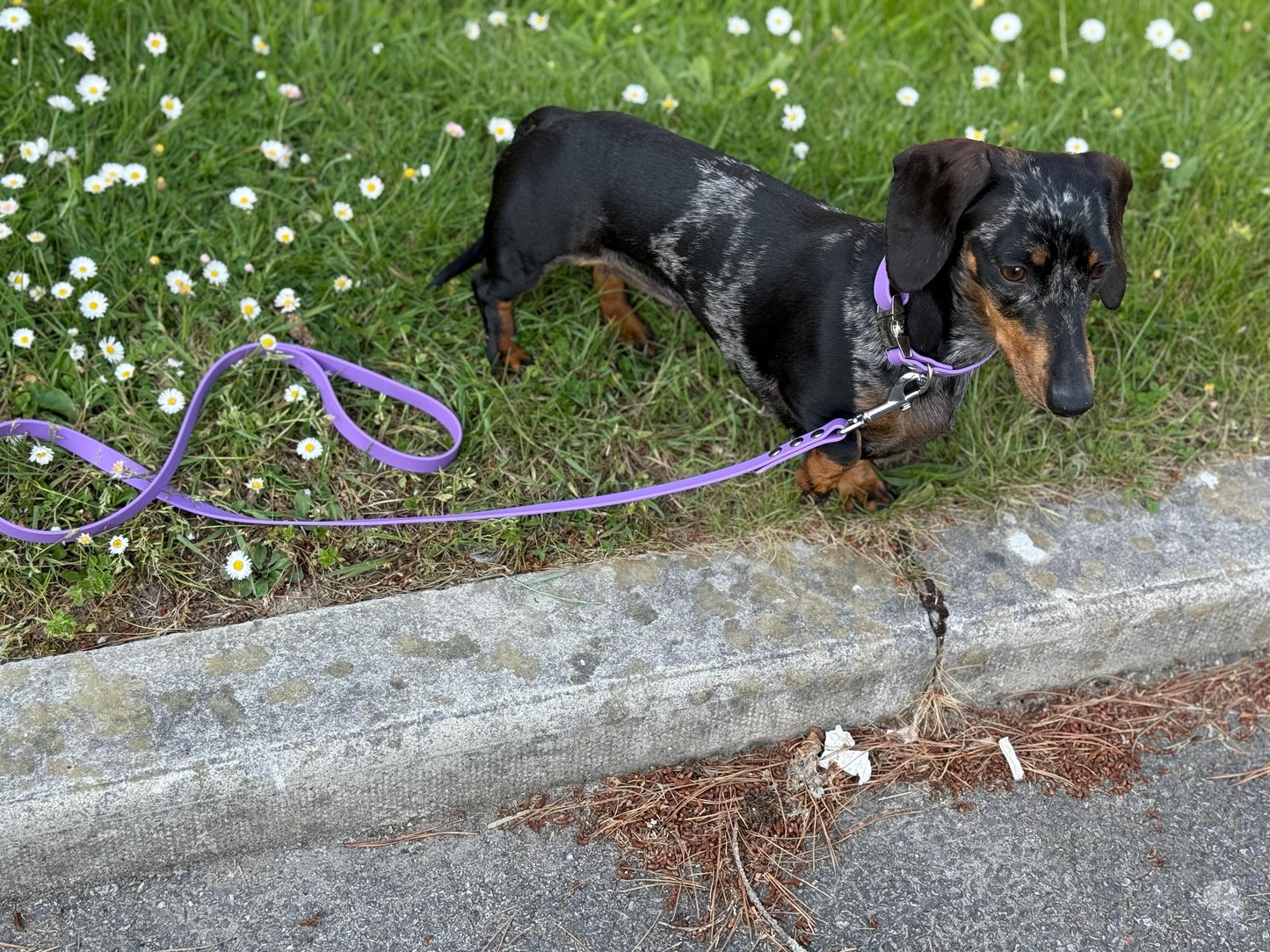 Waterproof Biothane Dog Collar & Lead Set: Silver Hardware, Small (11-13 inch neck)