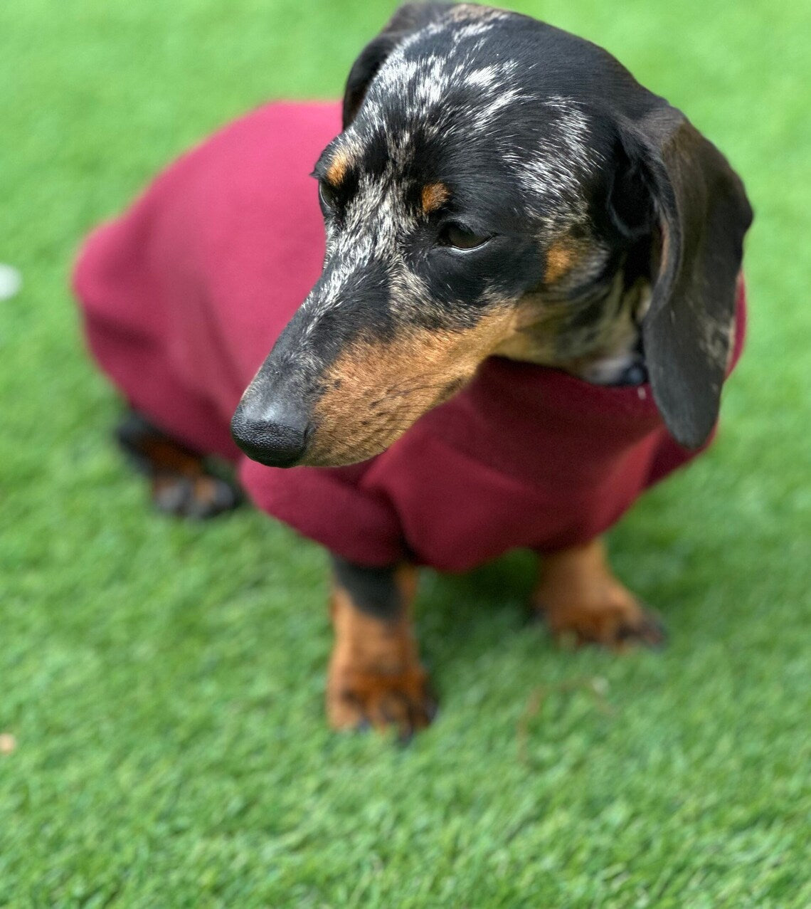 Waterproof Softshell Dachshund Fleece Jumper: Zipped Warm Dog Coat