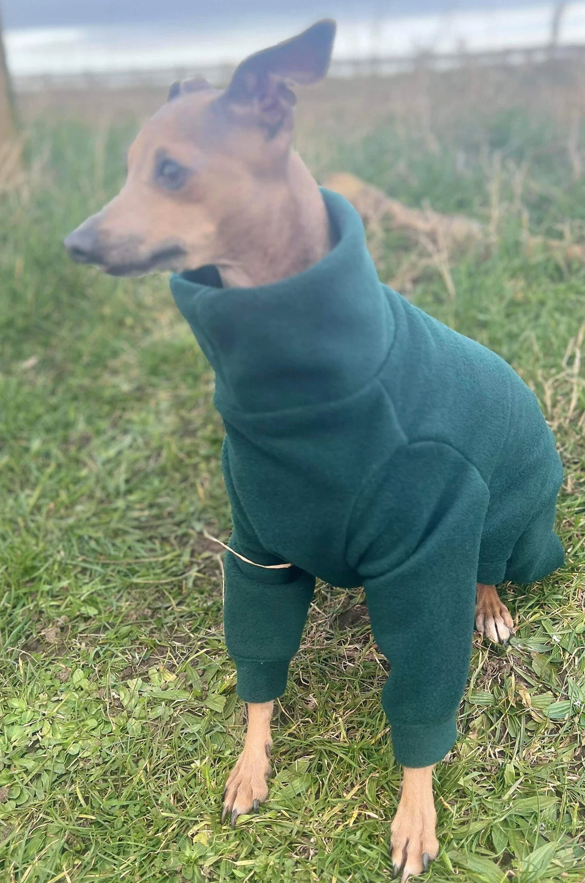 Italian Greyhound Fleece Onesie: Water Repellent Dog Jumpsuit.