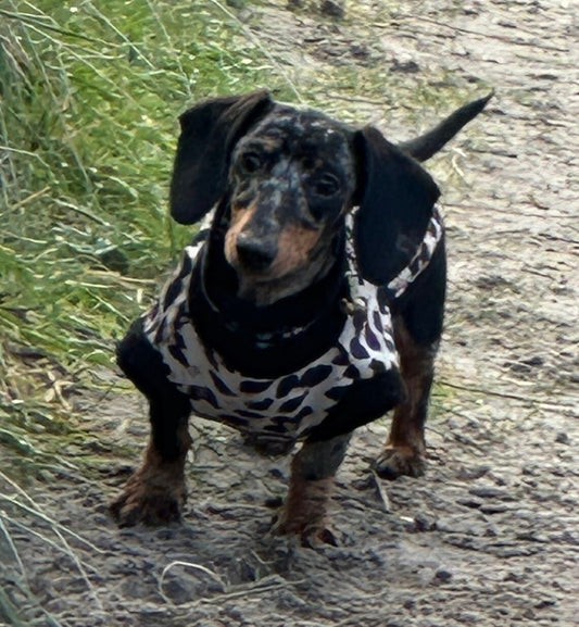 Leopard Print Dachshund Fleece Jumper: Zipped Softshell, Water Resistant.