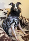 Waterproof Quilted Italian Greyhound Coat: Sherpa Fleece Lined, Chest Covering.
