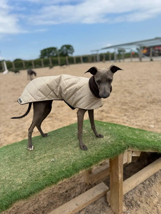 Waterproof Quilted Italian Greyhound Coat: Sherpa Fleece Lined Winter Iggy Coat.
