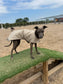 Waterproof Quilted Italian Greyhound Coat: Sherpa Fleece Lined Winter Iggy Coat.