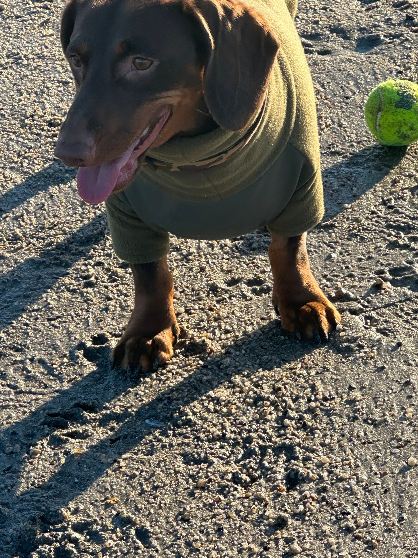 Mini Dachshund onesie with waterproof tummy,dog jumper,dachshund jumpsuit ,dachshund fleece ,water& mud repellent dog suit