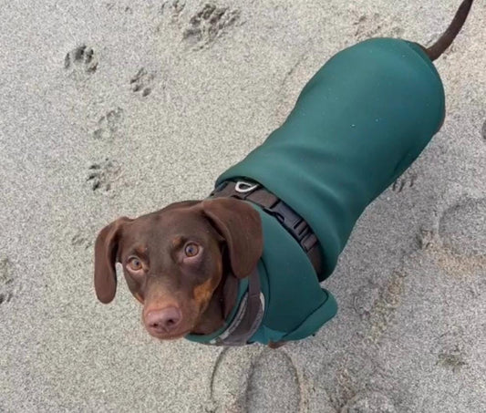 Dachshund neoprene jumper with water resistant belly panel