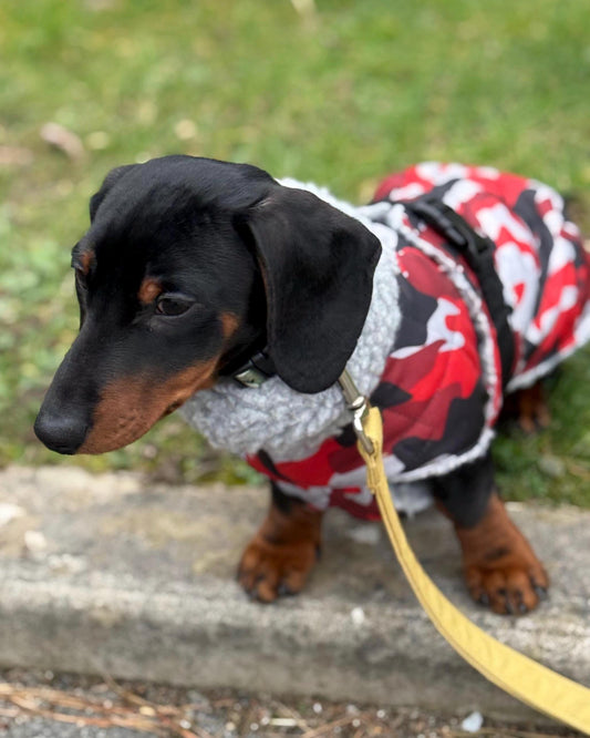 Waterproof Quilted Dachshund Coat: Sherpa Fleece Lined Winter Dog Coat