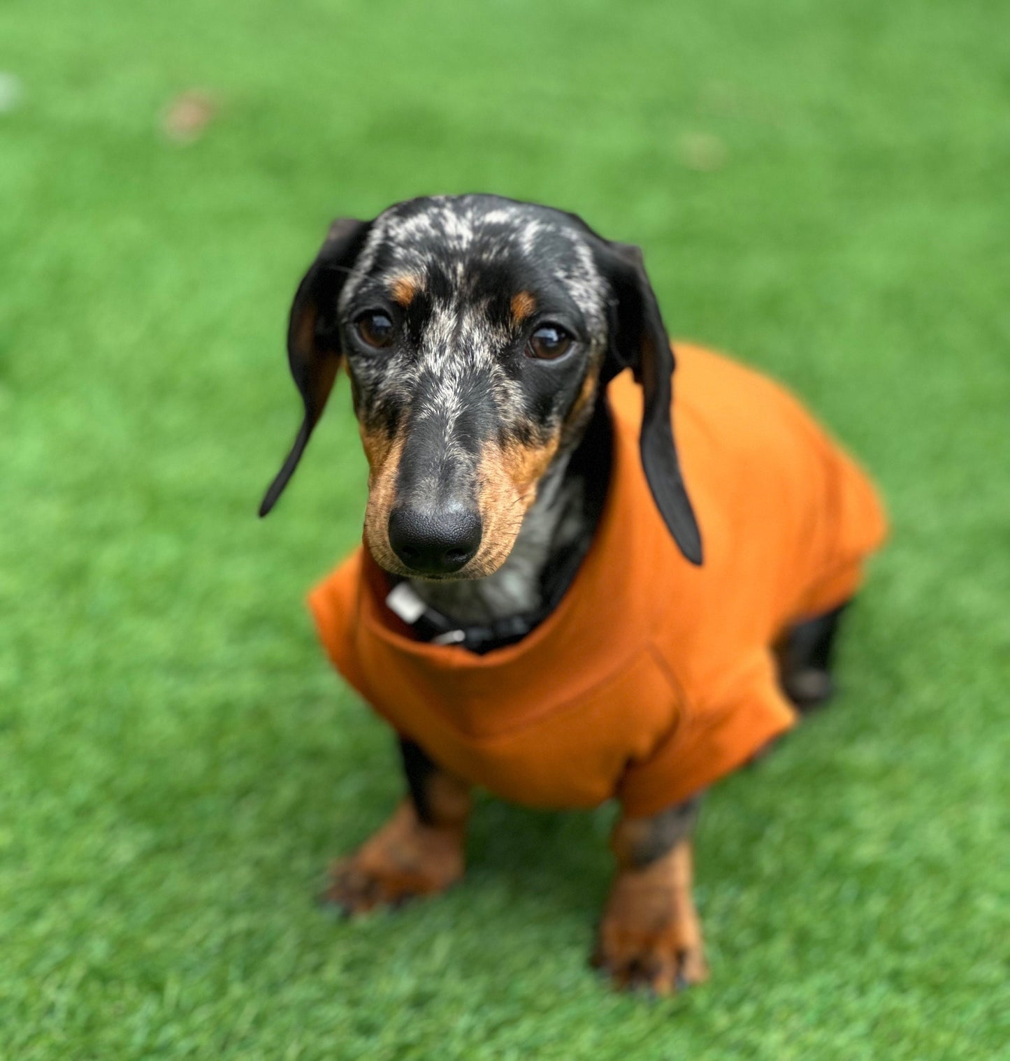 Dachshund Cotton Jersey Dog Jumper: Breathable Cooling Top