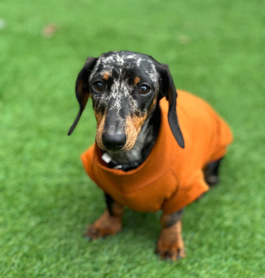 Dachshund Cotton Jersey Dog Jumper: Breathable Cooling Top
