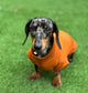 Dachshund Cotton Jersey Dog Jumper: Breathable Cooling Top