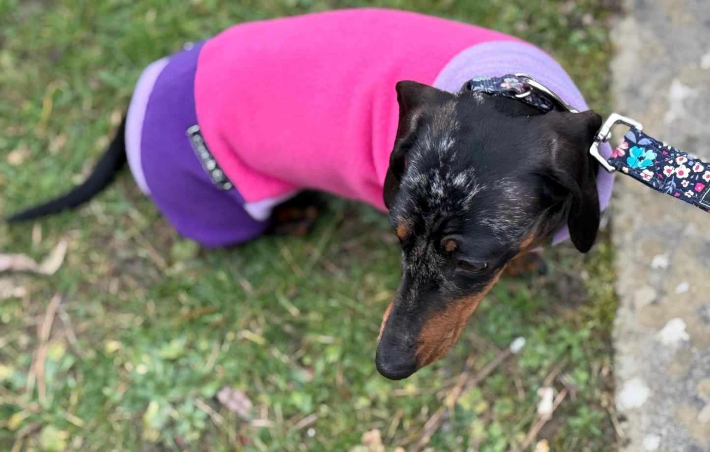 Miniature Dachshund Fleece Onesie: Water Repellent Dog Jumpsuit