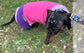 Miniature Dachshund Fleece Onesie: Water Repellent Dog Jumpsuit