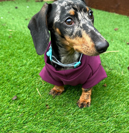 Ribbed Dachshund Jumper: Spandex Ottoman Knit, Washable Dog Sweater